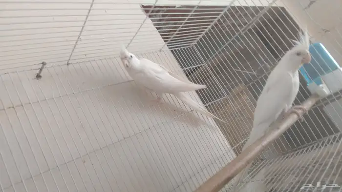 زوج كروان البينو عيون حمر 4