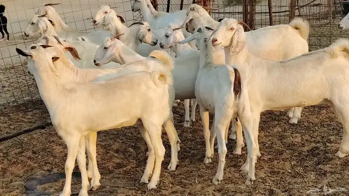 جفار بيشيه برص صنف الصنف 26 بالفحل جذعات ماعز بيشي 21