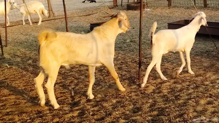 جفار بيشيه برص صنف الصنف 26 بالفحل جذعات ماعز بيشي 24