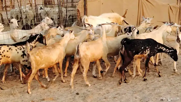 معزا بيشيات دفيع جروم دفيع 21 بالفحل صنف معزا جروم 3