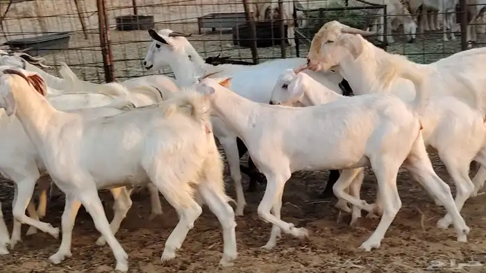 جفار بيشيه برص صنف الصنف 26 بالفحل جذعات ماعز بيشي 4