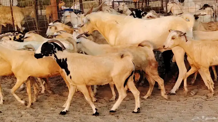 معزا بيشيات دفيع جروم دفيع 21 بالفحل صنف معزا جروم 0