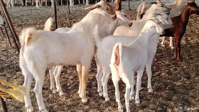 جفار بيشيه برص صنف الصنف 26 بالفحل جذعات ماعز بيشي 25