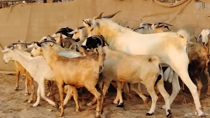 معزا بيشيات دفيع جروم دفيع 21 بالفحل صنف معزا جروم 28