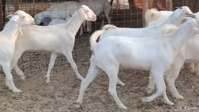 جفار بيشيه برص صنف الصنف 26 بالفحل جذعات ماعز بيشي 32