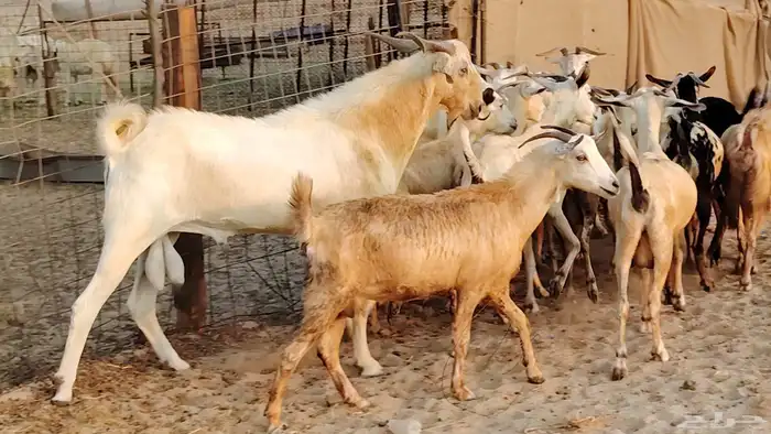 معزا بيشيات دفيع جروم دفيع 21 بالفحل صنف معزا جروم 14