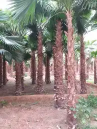 نخل واشنطني امريكي زينه للبيع 3