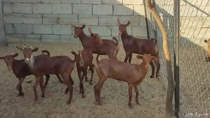 للبيع تيوس 2