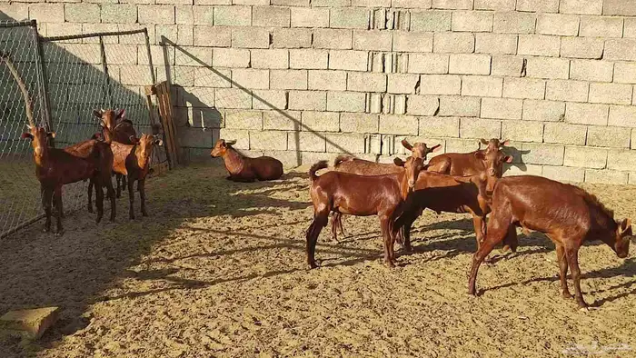 للبيع تيوس 5