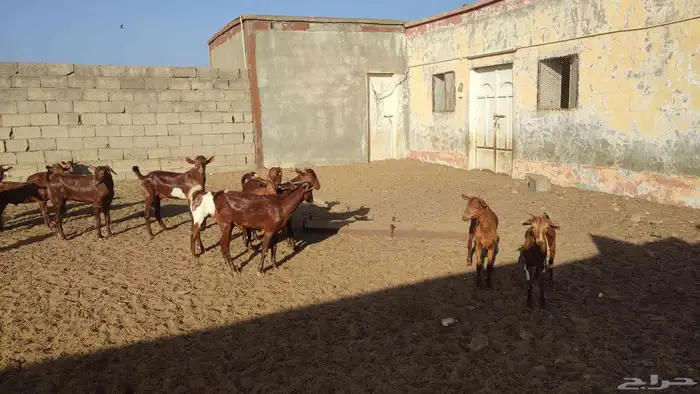 للبيع تيوس 6