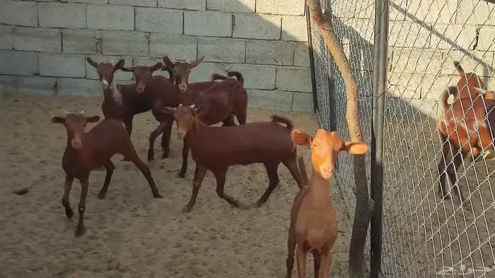 للبيع تيوس 0