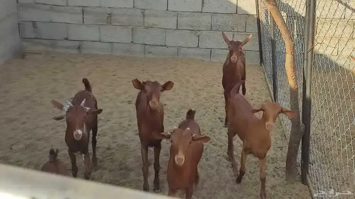 للبيع تيوس 1