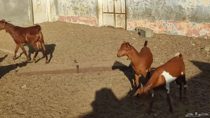 للبيع تيوس 3