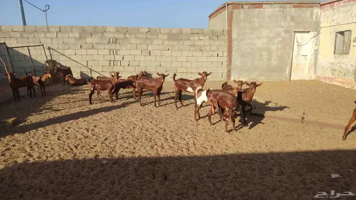 للبيع تيوس 7