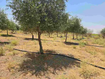 شجر زيتون نيبالي محسن احجام كبيره index