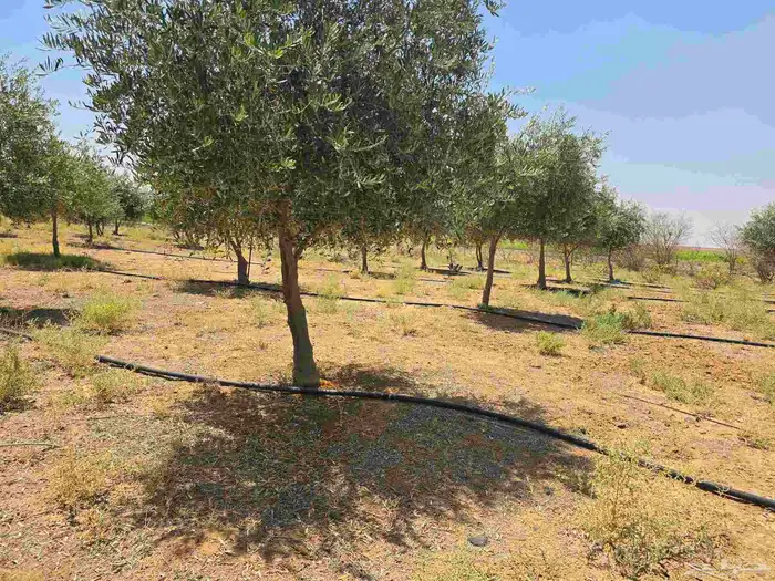 شجر زيتون نيبالي محسن احجام كبيره 1