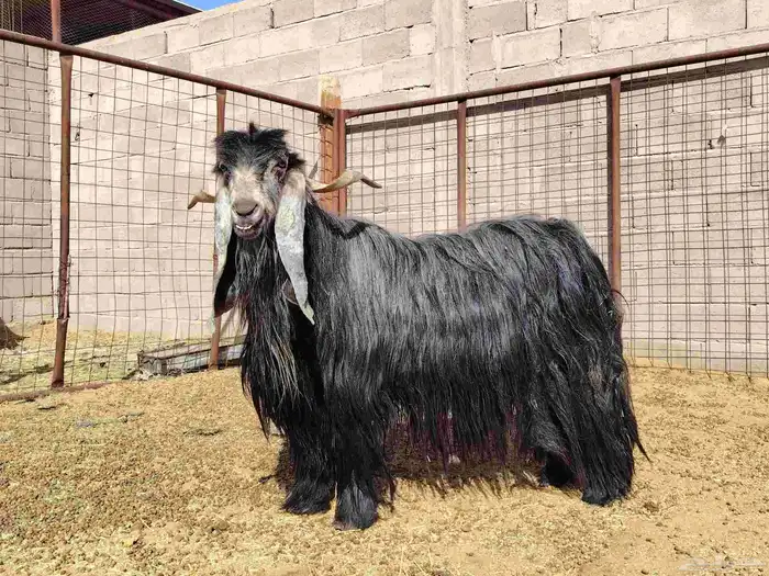 تيس طيب عارضي صنف 5