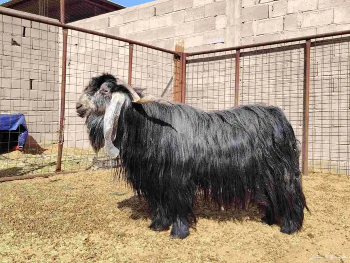 تيس طيب عارضي صنف 1