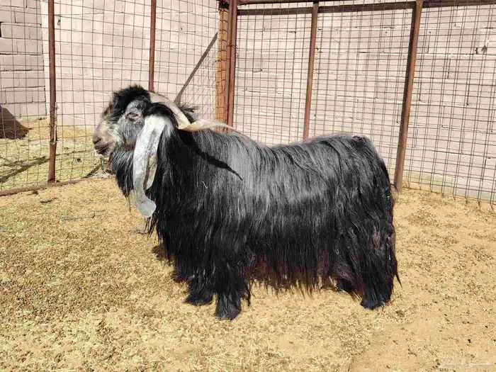 تيس طيب عارضي صنف 8