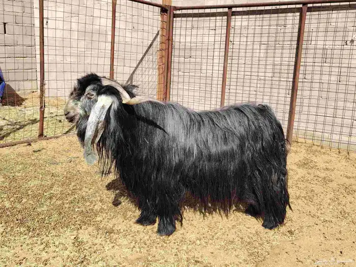 تيس طيب عارضي صنف 7