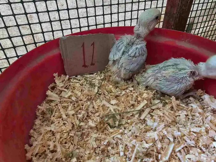 فروخ غر روز وأورنج 2