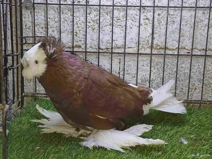 حمام زينه جاكوبين نجفي 4