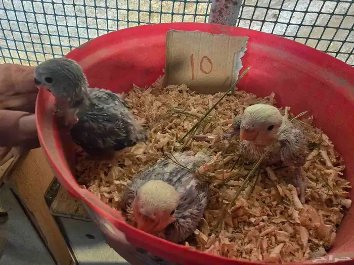 فروخ غر روز وأورنج 3