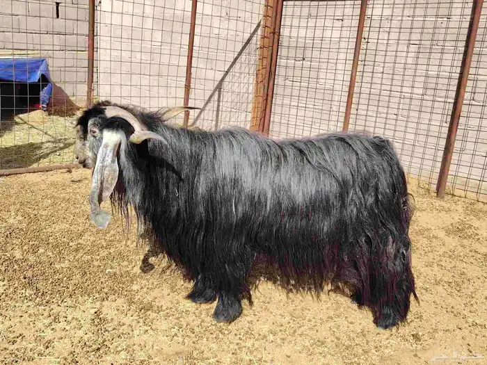 تيس طيب عارضي صنف 0