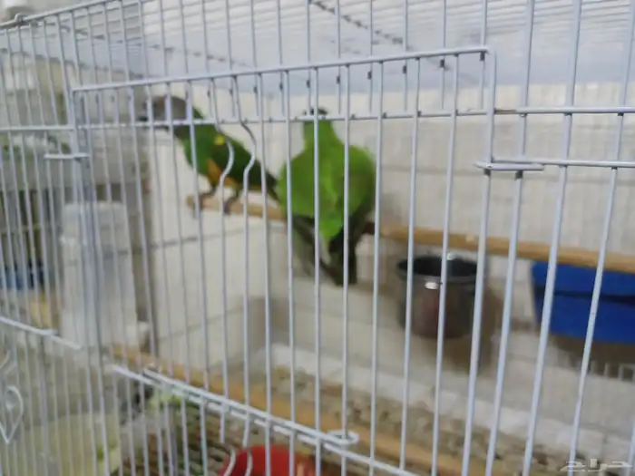 جوز بغبغاء السنغالي 1