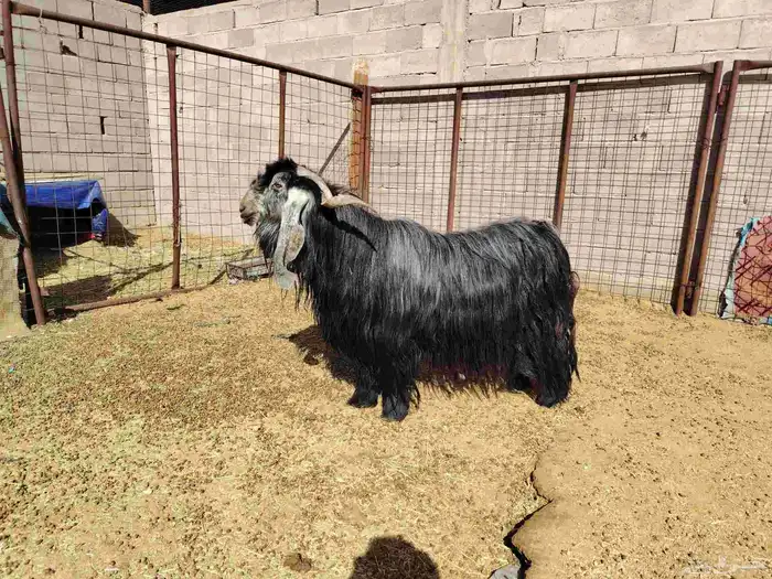 تيس طيب عارضي صنف 9