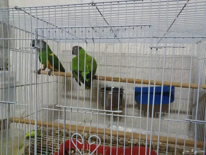 جوز بغبغاء السنغالي 3