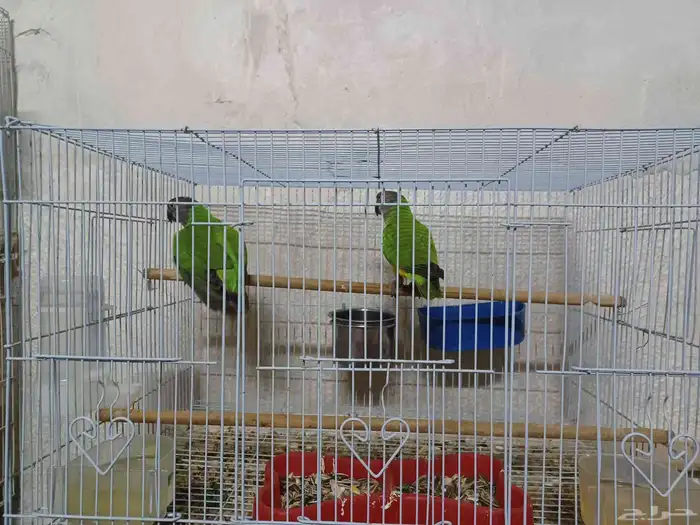 جوز بغبغاء السنغالي 0