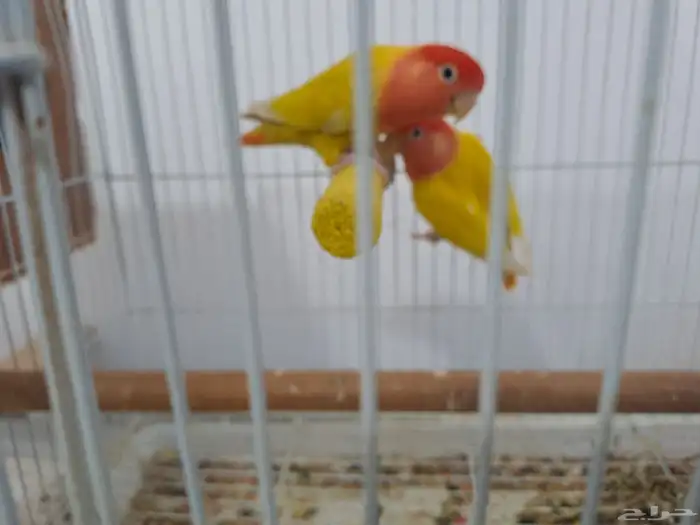 زوج روز منتج 0