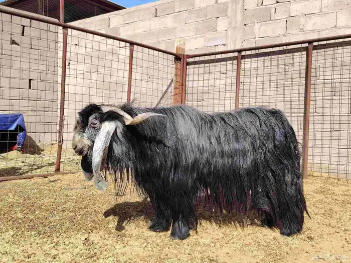 تيس طيب عارضي صنف 4