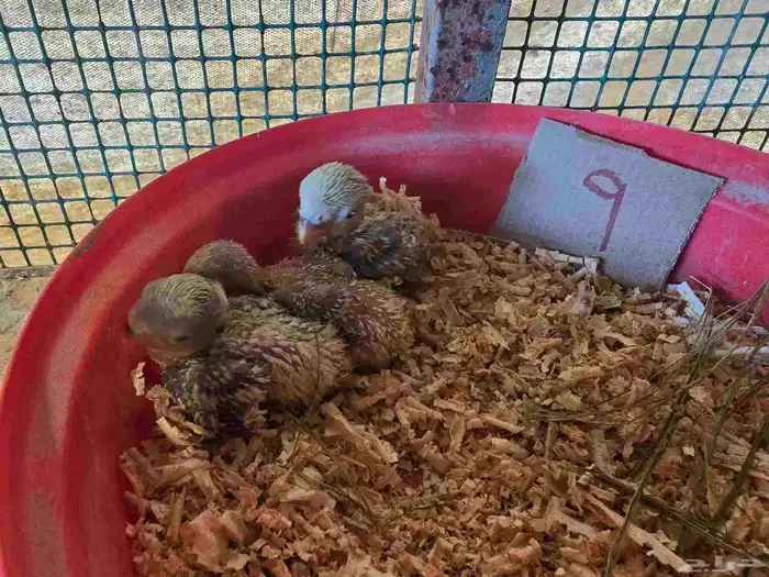 فروخ غر روز وأورنج 4