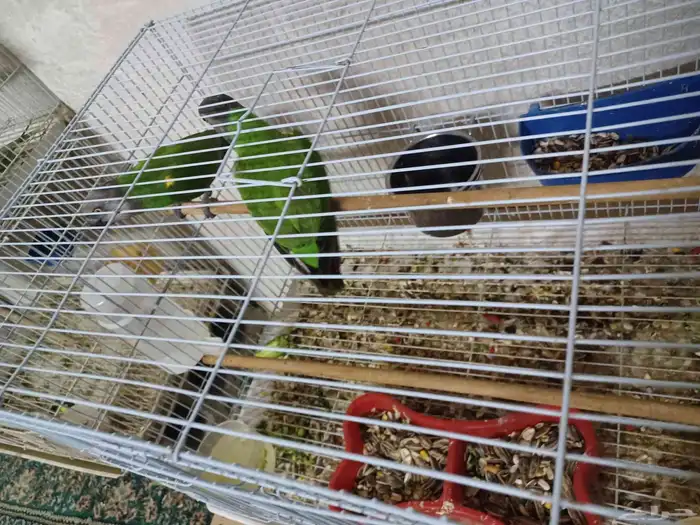 جوز بغبغاء السنغالي 2