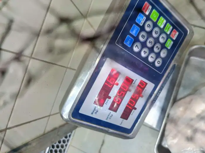 كيا بيجاس 2023 4