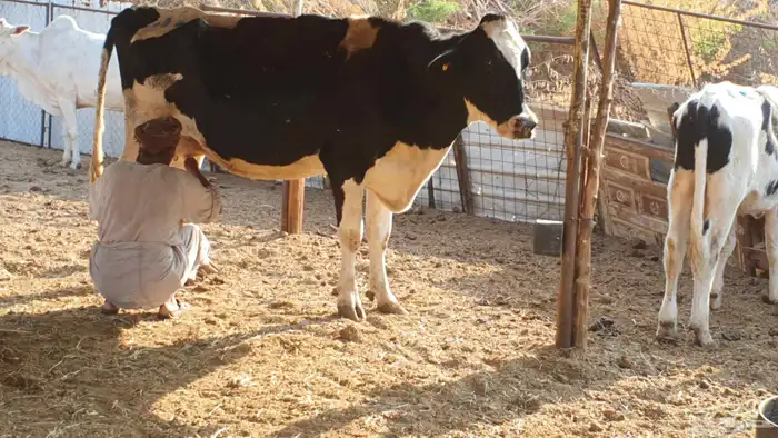 بقرة هولندية منيحة تحتها عجل 7