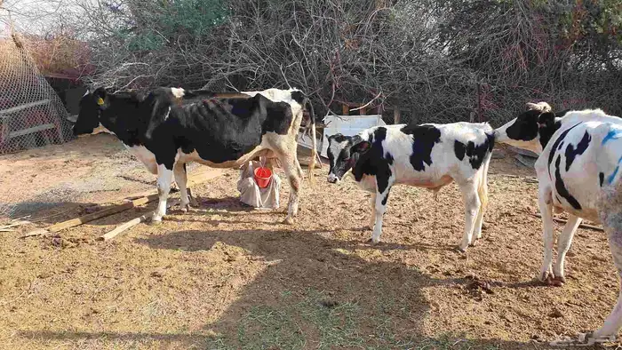 بقرة هولندية منيحة تحتها عجل 3