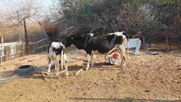 بقرة هولندية منيحة تحتها عجل 4
