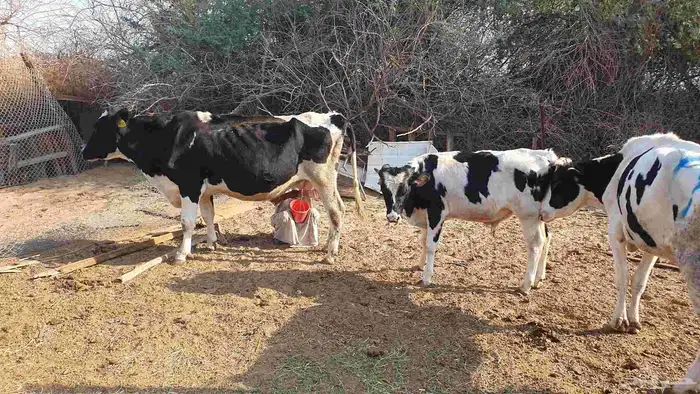 بقرة هولندية منيحة تحتها عجل 2