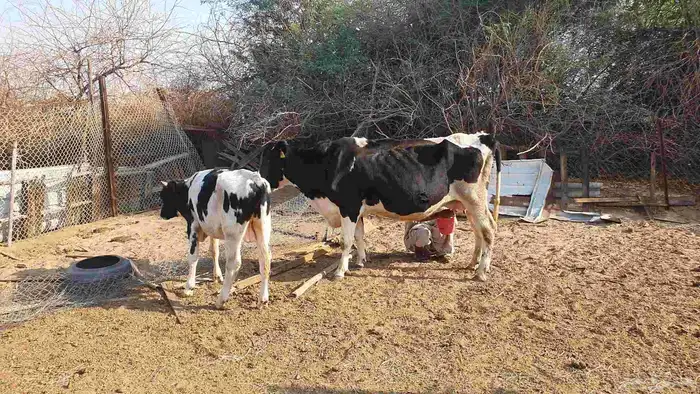 بقرة هولندية منيحة تحتها عجل 6