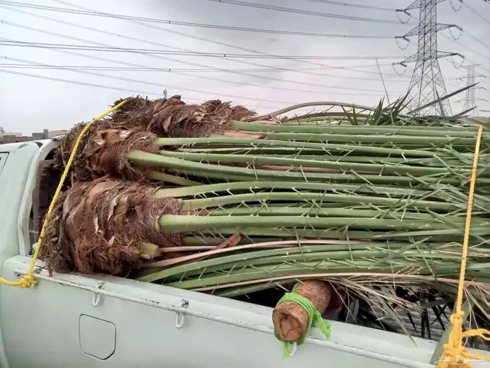 نخل للبيع برحي وسكري خلاص روثانه عجوه نخل الطايف جده مكه 5