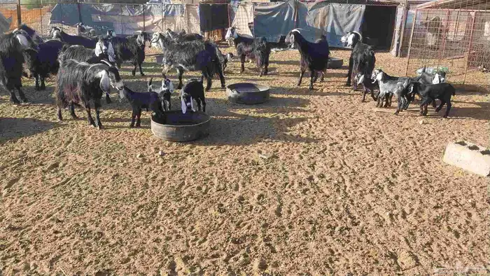 معزا مراح عددها 18مواليد ومدافيع ومضاريع معها13جفر 4