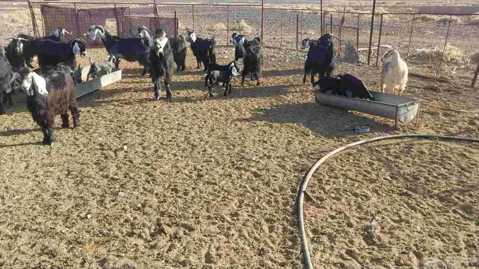 معزا مراح عددها 18مواليد ومدافيع ومضاريع معها13جفر 1