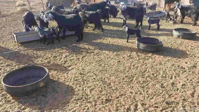 معزا مراح عددها 18مواليد ومدافيع ومضاريع معها13جفر 0