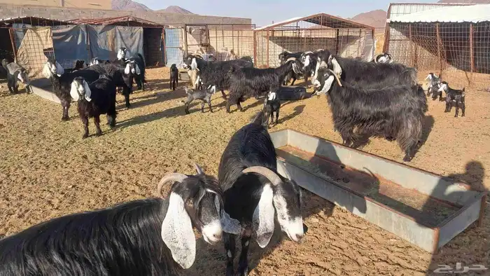 معزا مراح عددها 18مواليد ومدافيع ومضاريع معها13جفر 3