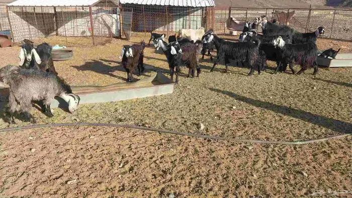 معزا مراح عددها 18مواليد ومدافيع ومضاريع معها13جفر 6