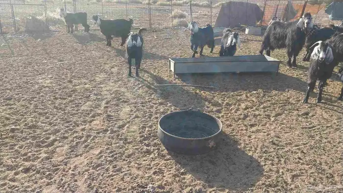 معزا مراح عددها 18مواليد ومدافيع ومضاريع معها13جفر 5