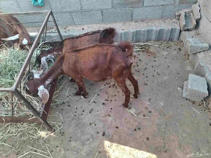 معزا عارضيات للبيع دفع ومعها عرسها عمره خمسه شهور و4 شهور 1